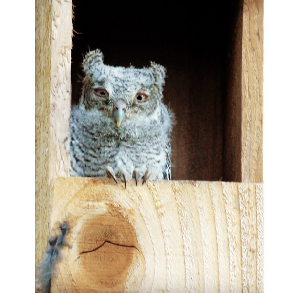 OwlReach Screech Owl Nest Box with OwlView™ - FREE SHIPPING! - OwlReach